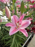 [1864 Otavalo Mak No01.JPG]